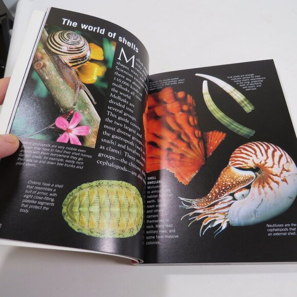 Sea Shells First Field Guide National Audubon Society 2000 LIKE NEW - Picture 13 of 15